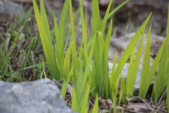 Chasmanthe floribunda