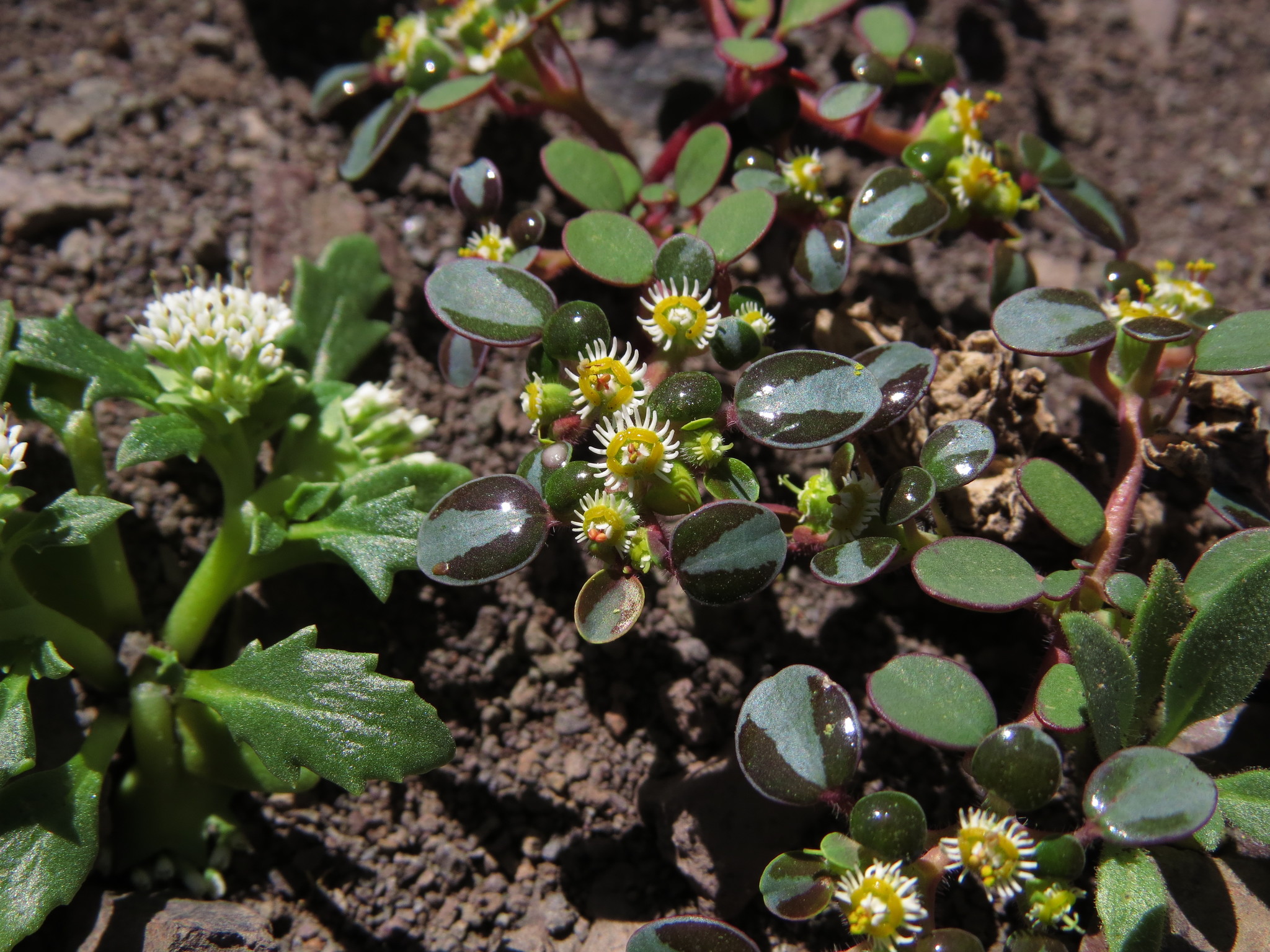 Euphorbia germainii