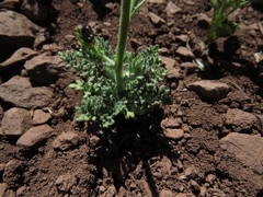 Gilia crassifolia
