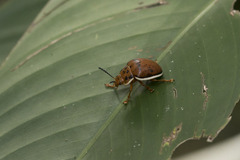 Platyphora circumflexa