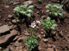 Gilia crassifolia