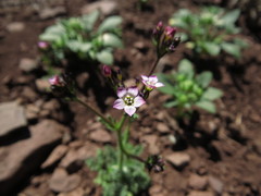 Gilia crassifolia
