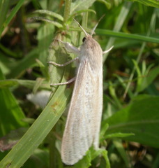 Phragmataecia castaneae