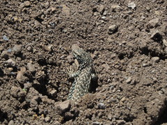 Liolaemus nigroviridis