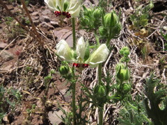 Loasa prostrata