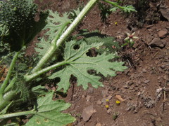 Loasa prostrata