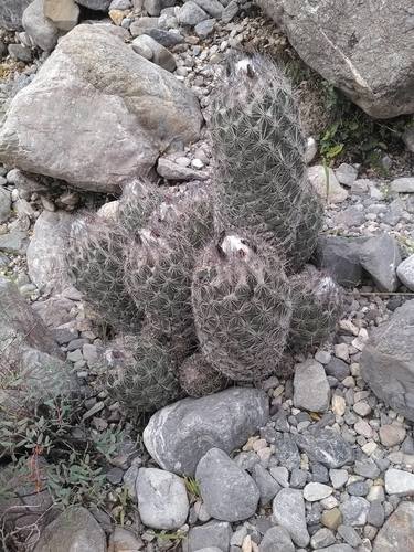Coryphantha durangensis