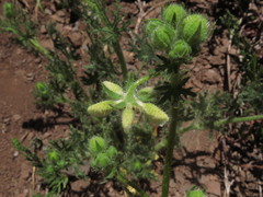 Loasa prostrata