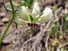 Loasa prostrata