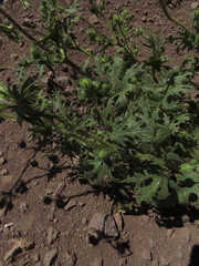 Loasa prostrata