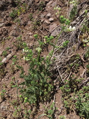 Loasa prostrata