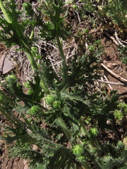 Loasa prostrata