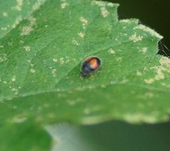 Diomus notescens