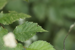 Diomus notescens