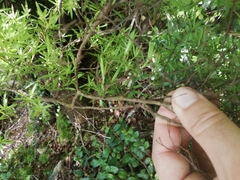 Leucopogon fasciculatus