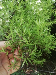 Leucopogon fasciculatus
