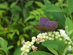 Anthene emolus goberus
