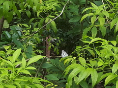 Appias libythea olferna