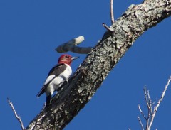 Melanerpes erythrocephalus