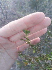 Larrea cuneifolia