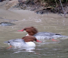 Mergus merganser