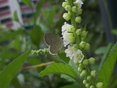 Zizula hylax pygmaea