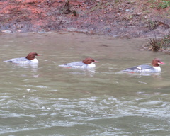 Mergus merganser