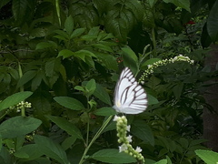 Appias libythea olferna