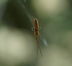Tetragnatha demissa