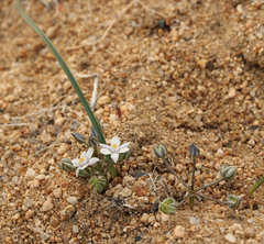 Muilla coronata