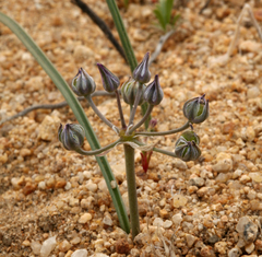 Muilla coronata