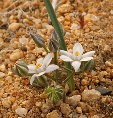 Muilla coronata