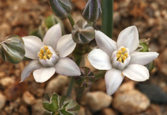 Muilla coronata