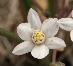 Muilla coronata