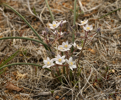Muilla coronata