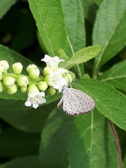Zizula hylax pygmaea