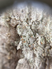 Bacidia rubella