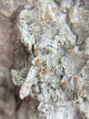 Bacidia rubella
