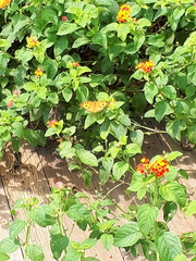 Junonia almana javana