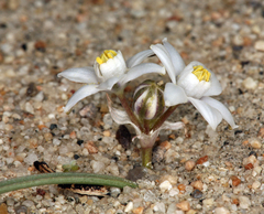 Muilla coronata