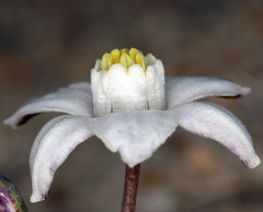 Muilla coronata