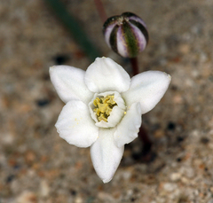 Muilla coronata
