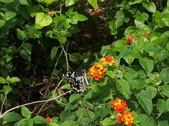 Papilio demoleus malayanus