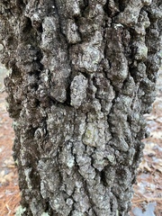 Quercus laevis image