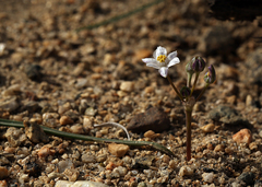 Muilla coronata