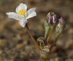 Muilla coronata
