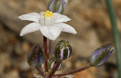 Muilla coronata