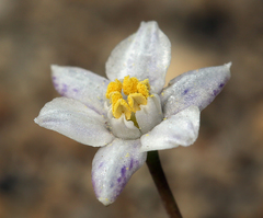 Muilla coronata