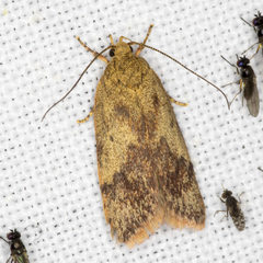 Oligoloba severa