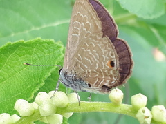 Anthene emolus goberus